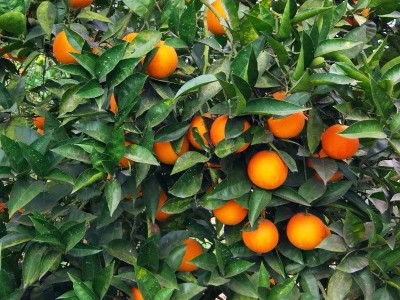 四川塔罗科血橙资中血橙玫瑰香血橙新鲜水果应季酸甜红心橙子血橙图2