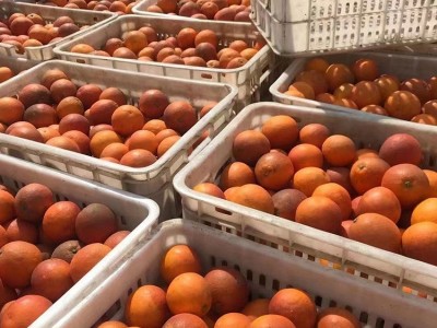 四川塔罗科血橙资中血橙玫瑰香血橙新鲜水果应季酸甜红心橙子血橙图4