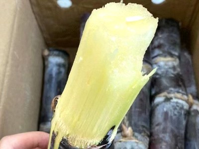 广西黑皮甘蔗3斤新鲜水果甘蔗脆甜多汁应当季孕妇甜杆果蔗整箱产图4