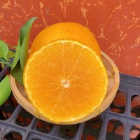 四川爱媛38号果冻橙9斤新鲜当季橙子水果柑橘蜜桔手剥橙大果包邮