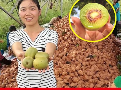 正宗四川红心猕猴桃30枚奇异果新鲜水果孕妇当季弥猴桃整箱包邮图4