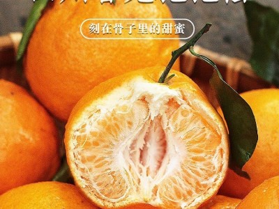 四川春见耙耙柑新鲜水果当季整箱正宗橘子丑柑橘耙耙柑桔大果包邮图5