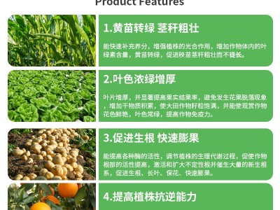 孚特拉叶绿素叶面肥绿叶增厚提苗壮棵50g/袋农用中量元 素水溶肥料图4