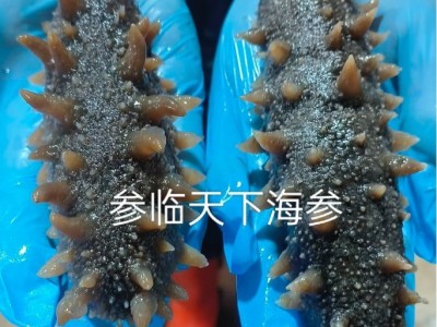 源头工厂直供即食海参深海辽刺参一件代发大连熟Q弹锁鲜大连海参图3
