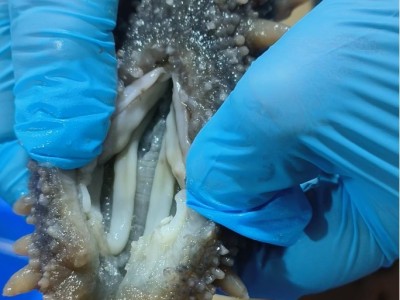 源头工厂直供即食海参深海辽刺参一件代发大连熟Q弹锁鲜大连海参图4