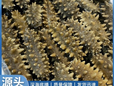 辽参厂家批发大连海参非干货劲道口感鲜蒸即食500g辽刺参速食图3