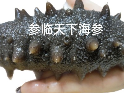 辽参厂家批发大连海参非干货劲道口感鲜蒸即食500g辽刺参速食图5