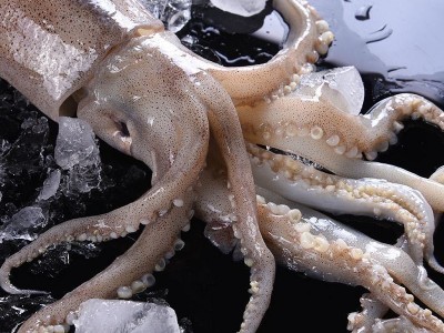 大鱿鱼鲜活冷冻超大鱿鱼整只去内脏新鲜冷冻烧烤铁板商用海鲜水产图4