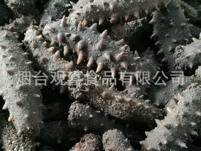 西海拉缸盐海参顶火 大火候盐渍海参腌渍海参批发 一手货源图3