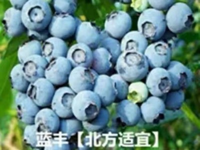 （跨境电商) 新采蓝莓种子盆栽水果种子 抗寒耐冻阳台种植图3