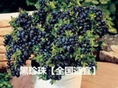 （跨境电商) 新采蓝莓种子盆栽水果种子 抗寒耐冻阳台种植图2