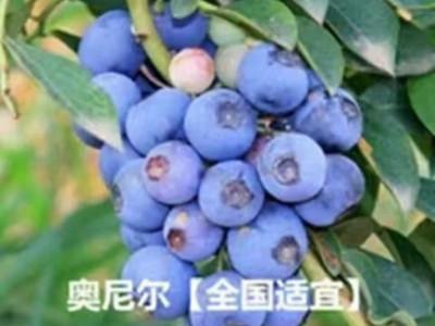 （跨境电商) 新采蓝莓种子盆栽水果种子 抗寒耐冻阳台种植图4