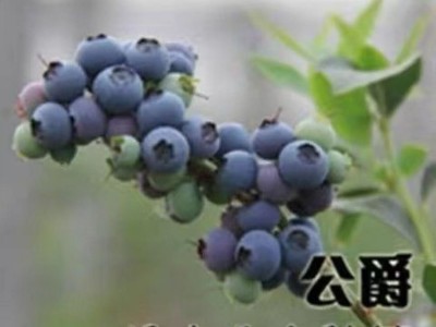 （跨境电商) 新采蓝莓种子盆栽水果种子 抗寒耐冻阳台种植图5