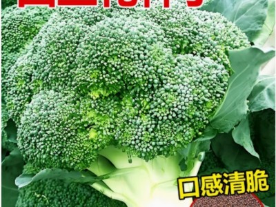 批发西兰花菜种子有机松花菜种籽花椰菜绿色高产花菜春秋四季蔬菜图2