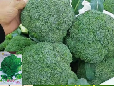 批发西兰花菜种子有机松花菜种籽花椰菜绿色高产花菜春秋四季蔬菜图3