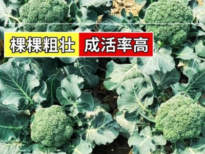 批发西兰花菜种子有机松花菜种籽花椰菜绿色高产花菜春秋四季蔬菜图5