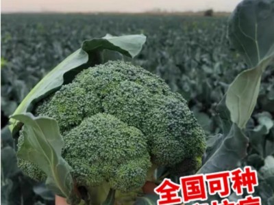 批发西兰花菜种子有机松花菜种籽花椰菜绿色高产花菜春秋四季蔬菜图4