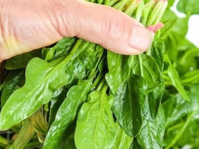 本地土菠菜种子小尖叶菠菜籽阳台小院种植耐高温四季蔬菜种子大全图4