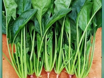 本地土菠菜种子小尖叶菠菜籽阳台小院种植耐高温四季蔬菜种子大全图2