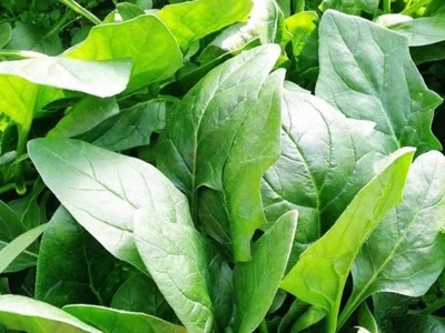 本地土菠菜种子小尖叶菠菜籽阳台小院种植耐高温四季蔬菜种子大全图3