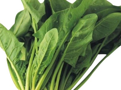 本地土菠菜种子小尖叶菠菜籽阳台小院种植耐高温四季蔬菜种子大全图5