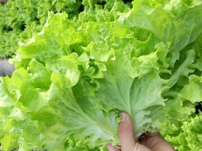 玻璃生菜种子四季播大速意大利紫叶脆嫩玻璃奶油阳台盆栽种子易活图3