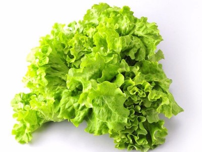 玻璃生菜种子四季播大速意大利紫叶脆嫩玻璃奶油阳台盆栽种子易活图5