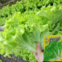 玻璃生菜种子四季播大速意大利紫叶脆嫩玻璃奶油阳台盆栽种子易活