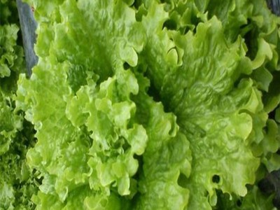 玻璃生菜种子四季播大速意大利紫叶脆嫩玻璃奶油阳台盆栽种子易活图2