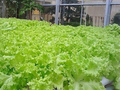 玻璃生菜种子四季播大速意大利紫叶脆嫩玻璃奶油阳台盆栽种子易活图4