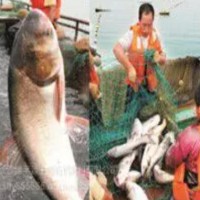 供应绿丰源有机肥 生物有机鱼肥 质优价廉