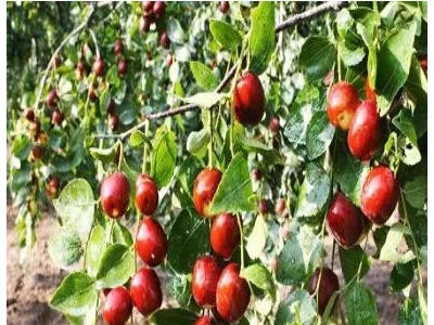 绿丰源有机肥图3