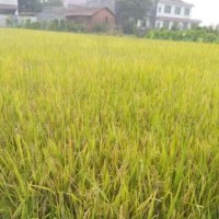 绿丰源水稻有机肥