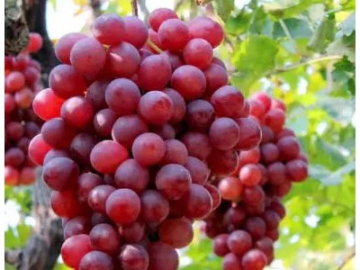 绿丰源葡萄有机肥图2