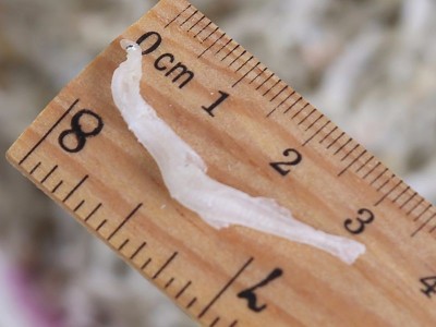 东海丁香鱼 新鲜淡晒丁香鱼 面条鱼 银鱼 一箱12斤 一箱可售图2