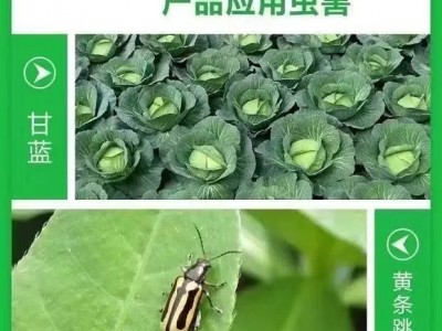 联苯噻虫胺菜地果园田埂地下害虫专用杀虫剂地老虎金针虫图2