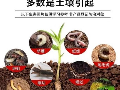 联苯噻虫胺菜地果园田埂地下害虫专用杀虫剂地老虎金针虫图4