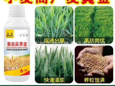 麦黄金水溶肥小麦高产专用肥叶面肥小麦增产麦黄金分蘖宝套餐正品图2