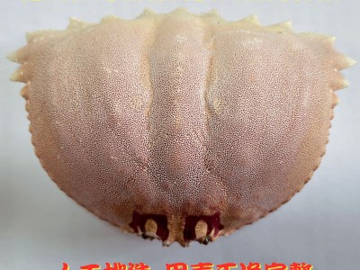 2000个起订面包蟹空壳日料餐厅元宝蟹盖蟹壳芝士蟹宝壳干螃蟹壳图3