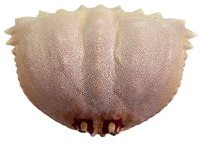 2000个起订面包蟹空壳日料餐厅元宝蟹盖蟹壳芝士蟹宝壳干螃蟹壳图5