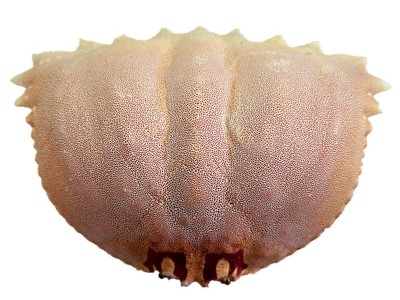 蟹宝壳面包蟹壳蟹壳元宝蟹壳蟹盖沙蟹壳扁蟹壳梭子蟹壳螃蟹壳日料图5