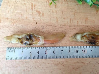 海鲜干货 500克蛏子肉竹节蛏子刀蛏贝类海蛏蛏子干 批发图2