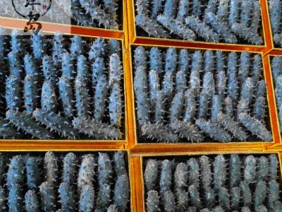 大连辽参50g深海底播刺参一件代发顺丰包邮淡干海参大连海参免泡图3