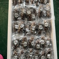 源头工厂现货批发口感Q弹鲜食海参鲜食刺参厂家代发即食海参500g