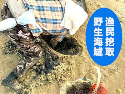 北海野生大号沙虫干特级无沙干沙虫足干无硫纯天然海产品滋补干货图2