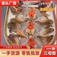 带膏三目母蟹批发 鲜活速冻三点蟹冷冻梭子蟹膏蟹蟹肉煲新鲜海鲜