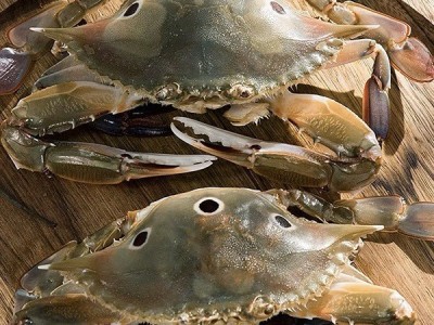 带膏三目母蟹批发 鲜活速冻三点蟹冷冻梭子蟹膏蟹蟹肉煲新鲜海鲜图2