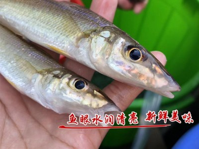 新鲜沙丁鱼批发当天深海捕捞冷冻沙尖鱼鱼干海鲜水产酒店餐饮供应图4