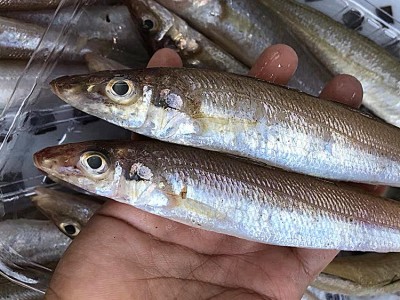新鲜沙丁鱼批发当天深海捕捞冷冻沙尖鱼鱼干海鲜水产酒店餐饮供应图3