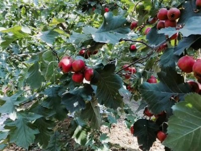 新鲜山楂果山东大五棱山楂大五棱小石榴酸楂糖葫芦原料5斤非甜红图4